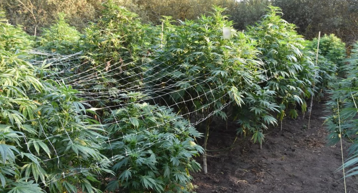 Zlikwidowali plantację ponad 200 krzewów konopi [ZDJĘCIA]