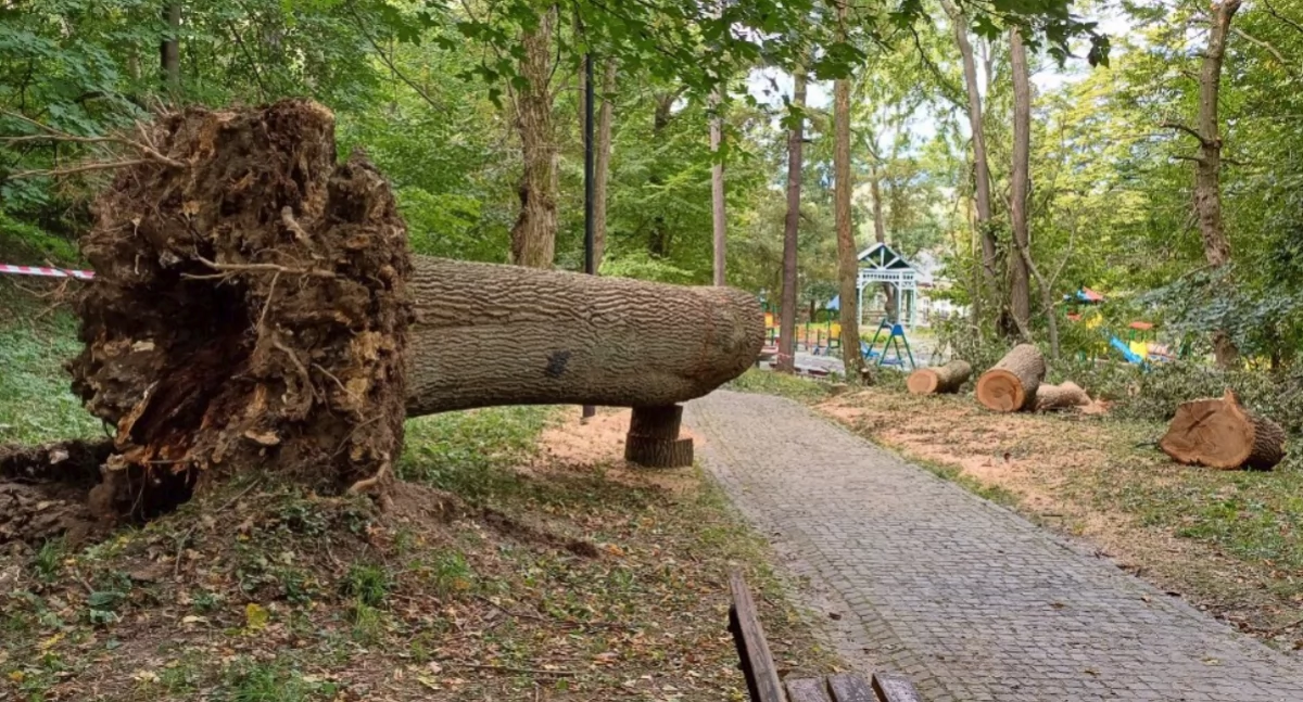 Runęło kolejne drzewo w parku miejskim. Czy ktoś musi zginąć, aby w końcu rozwiązać problem jesionów? [ZDJĘCIA]