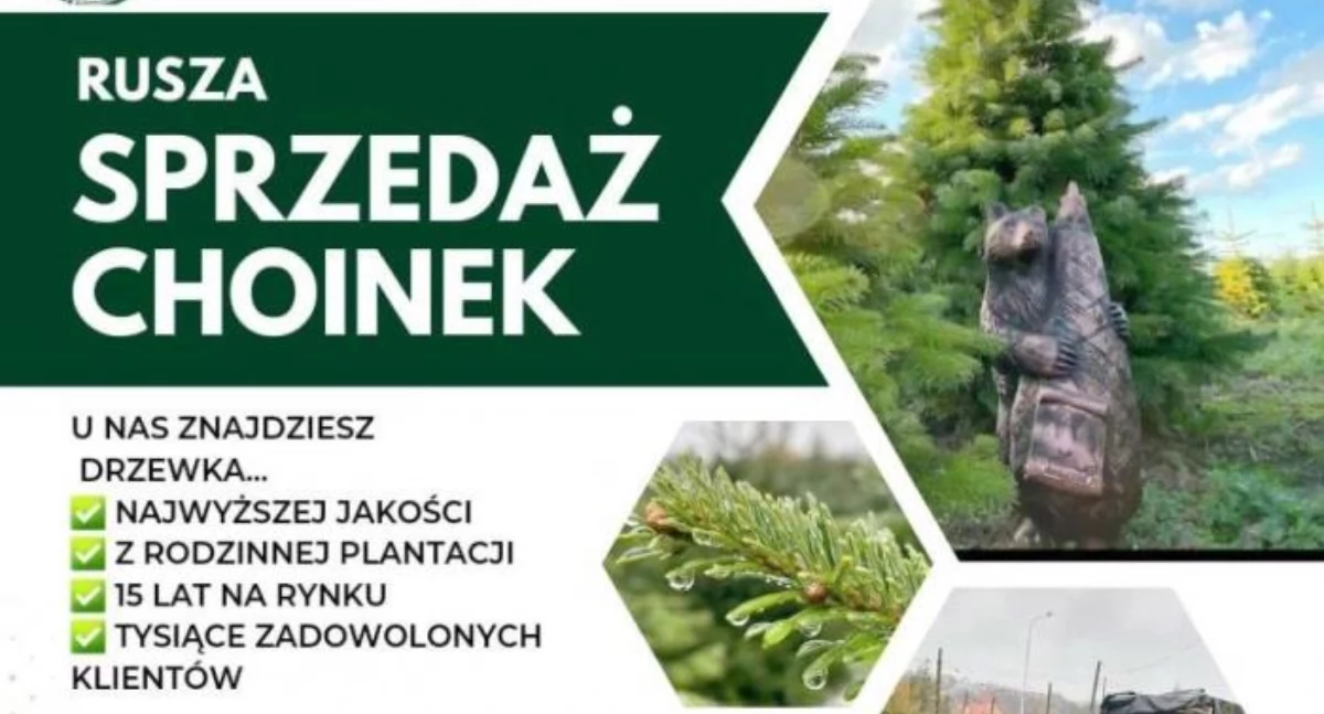 Korona – plantacja drzew iglastych. Rusza sprzedaż choinek 
