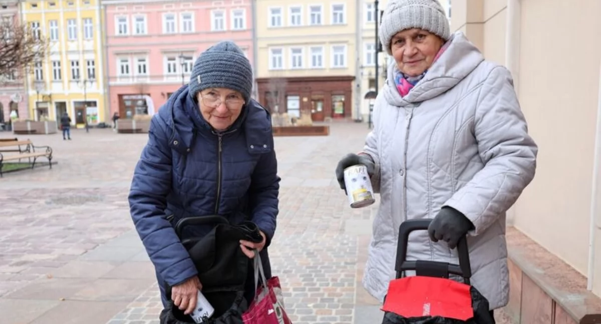 Miasto zadba o bezdomniaki i wolno żyjące koty