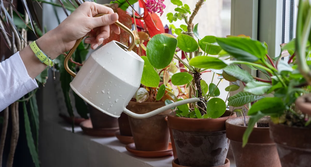 Biohumus – zimowa recepta na zdrowie roślin