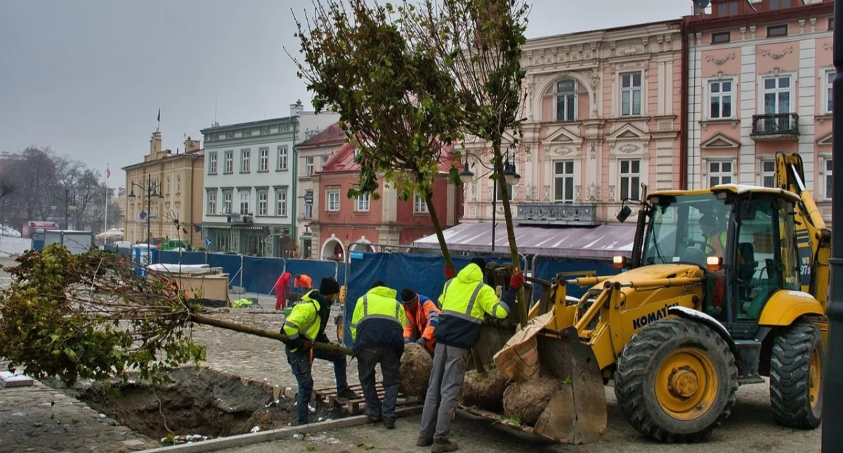 41 drzew zniknie, 58 zostanie posadzonych