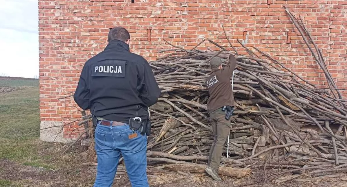 Dopuścili się nielegalnego wyrębu. Czterem mieszkańcom powiatu przemyskiego grozi kara pozbawienia wolności 