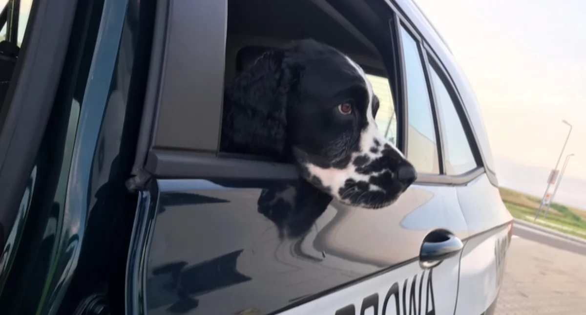 Springer spaniel angielski Bruce pomógł w wykryciu kontrabandy