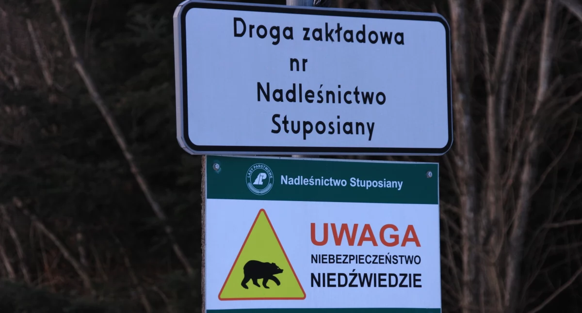 Uwaga na niedźwiedzie! Niedźwiedzica zaatakowała mężczyznę
