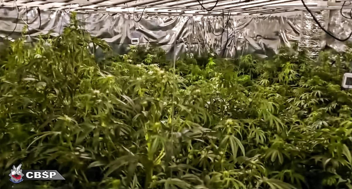 W środku miasta prowadzili profesjonalną plantację konopi… [ZDJĘCIA]