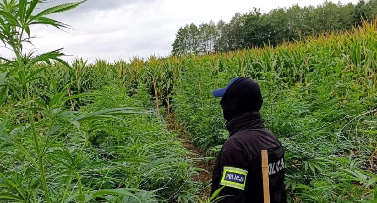 Plantacje konopi ujawnione na dwóch działkach w powiecie jarosławskim [ZDJĘCIA]