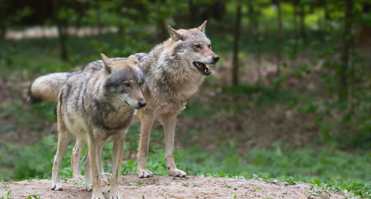 Gmina Stubno dostała zgodę na płoszenie wilków