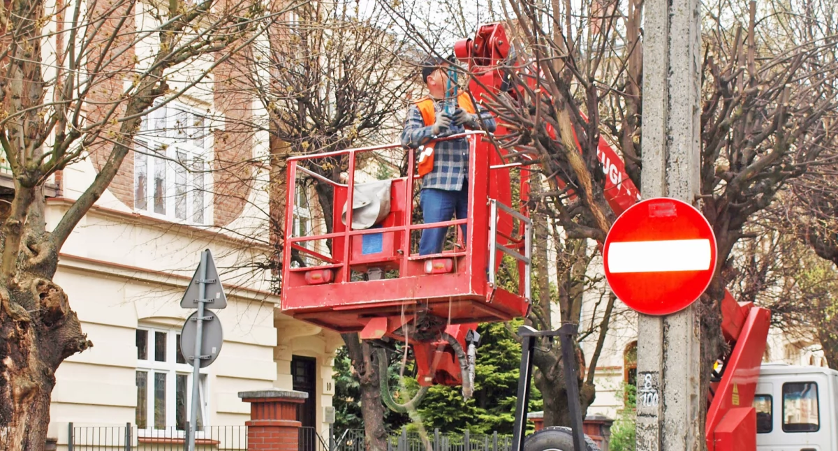 Będą cięcia drzew. Zagrażają zdrowiu i życiu ludzi