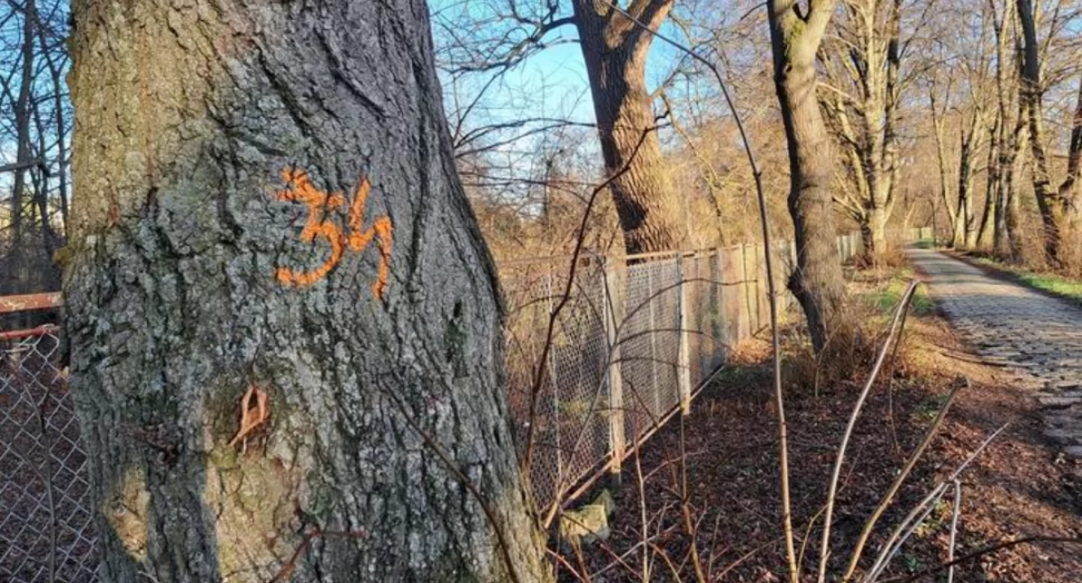 Wielkie cięcie w mieście? 