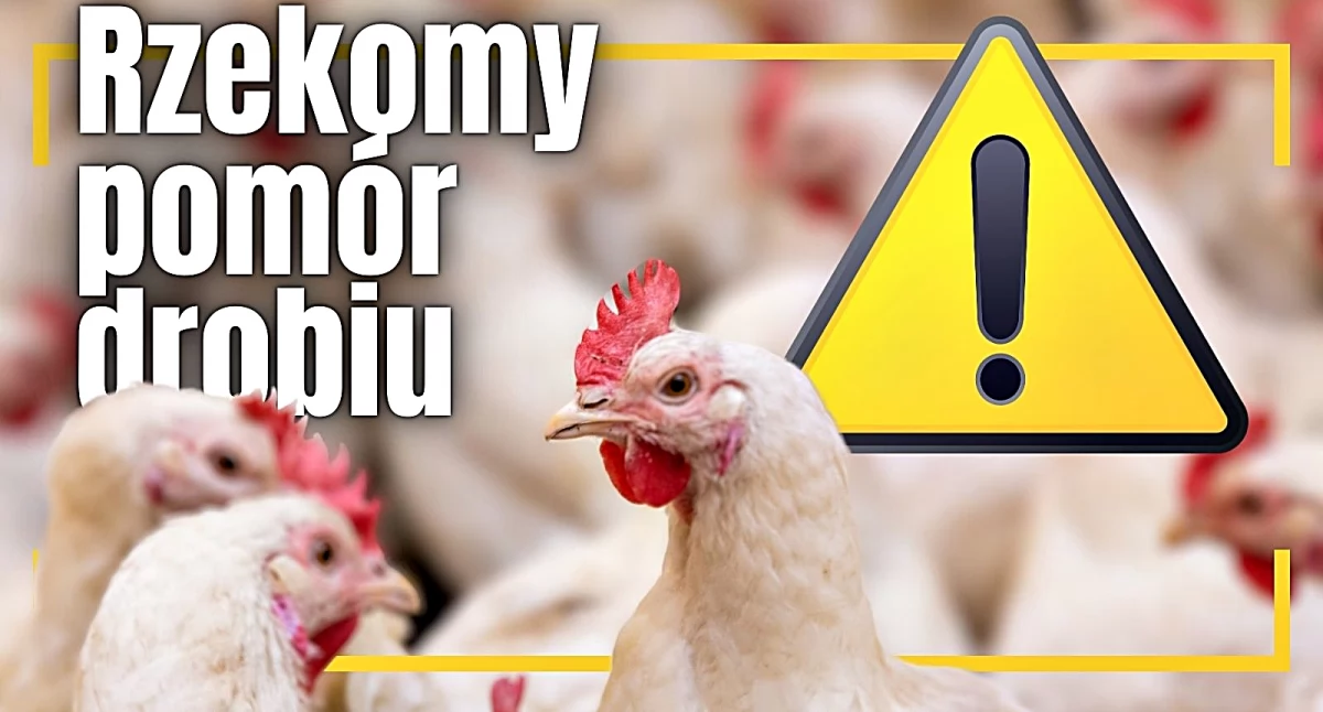 Uwaga! Wykryty rzekomy pomór drobiu na terenie powiatu przemyskiego i jarosławskiego