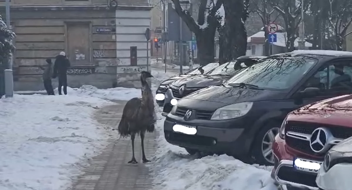 Niecodzienny widok na ul. Św. Jana w Przemyślu. Chodnikiem przechadzało się... emu [WIDEO]
