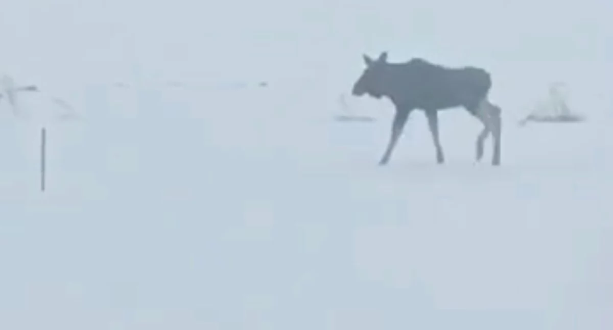 Zima zwiększa ryzyko kolizji z łosiami. Zachowajcie ostrożność na drogach [WIDEO]