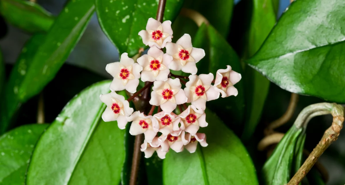 Hoya – roślina, której lepiej nie przeszkadzać