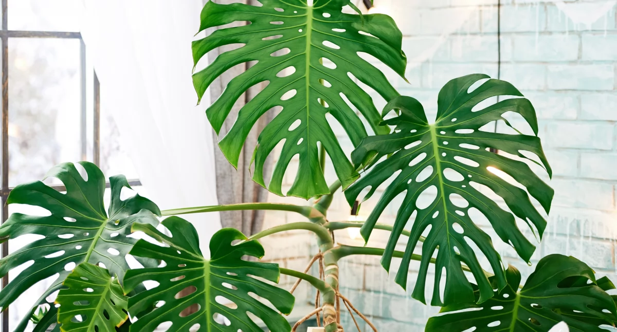 Monstera bez dziur? Najczęstszy powód zaskakuje