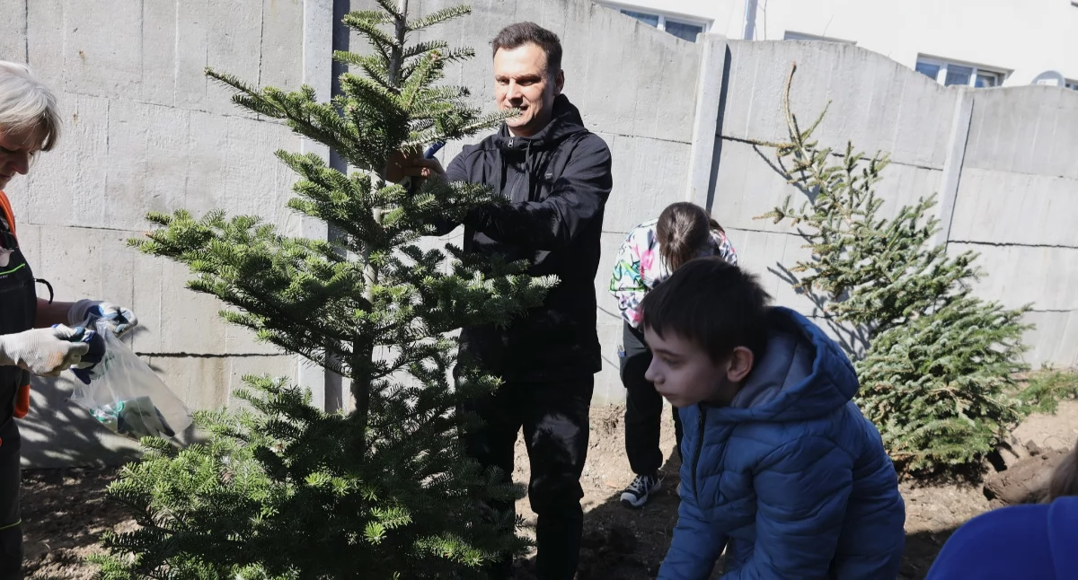 W Jarosławiu posadzili... bożonarodzeniowe choinki [ZDJĘCIA]