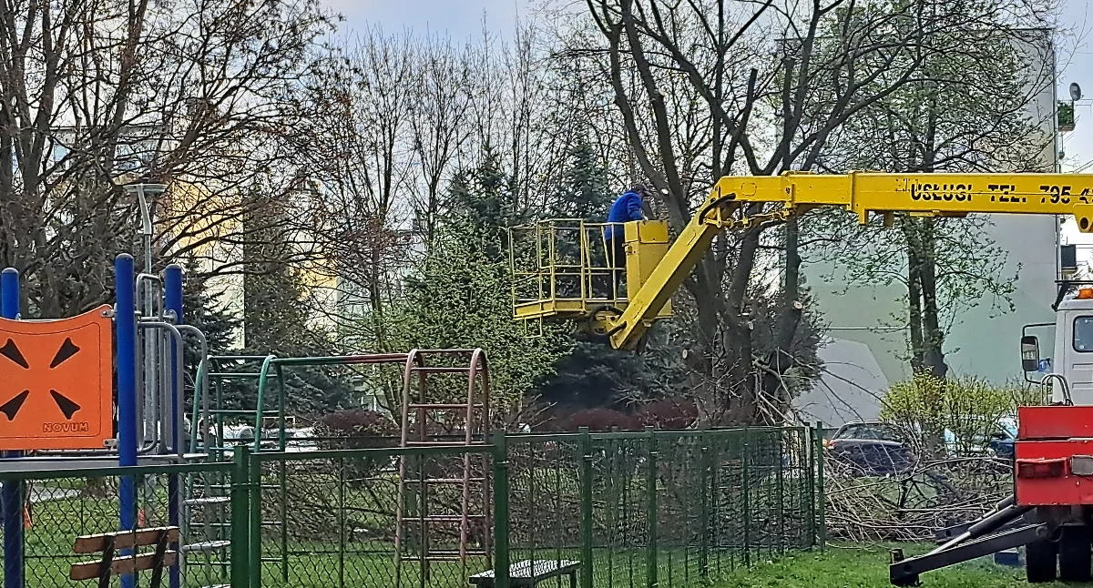 Awantura o wycięte drzewo