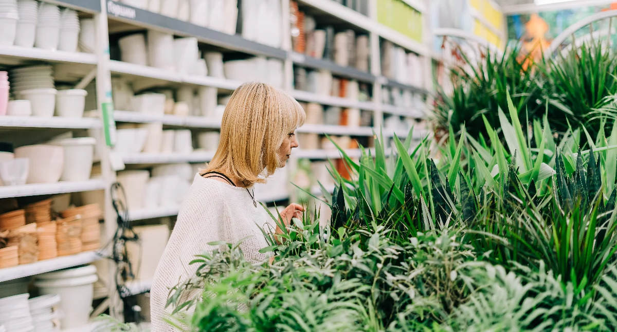 Dlaczego rośliny z marketów tak szybko tracą formę?
