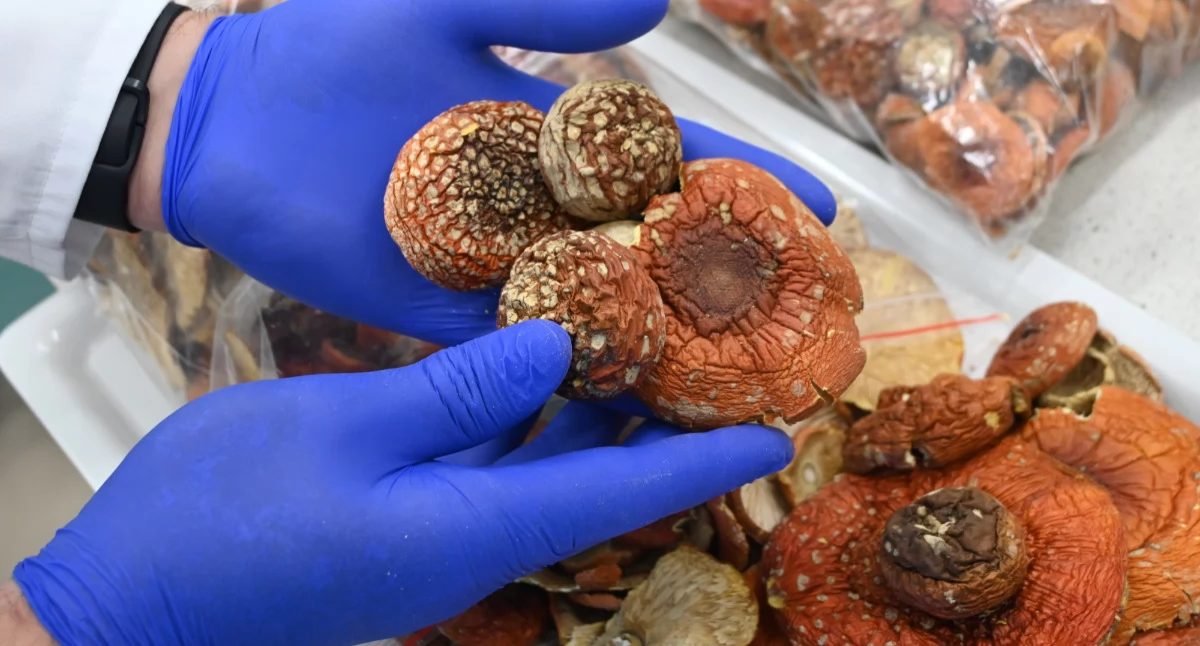 5kg grzybów mogących należeć do gatunków halucynogennych ujawniono w Medyce [ZOBACZ ZDJĘCIA]