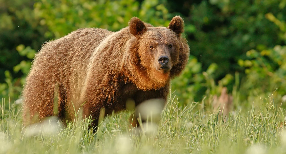 Uwaga! Gmina Żurawica ostrzega przed niedźwiedziami. Były widziane w rejonie Orzechowiec, Ujkowic i Lipowicy