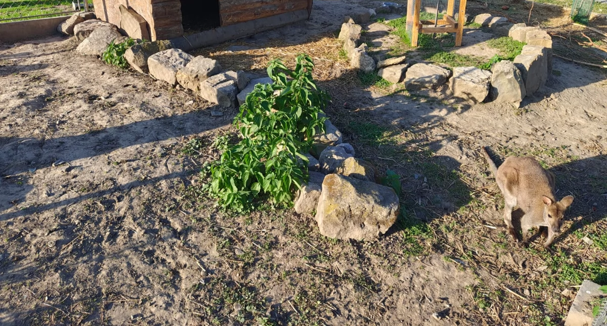 Pod Przemyślem są kangury! [ZOBACZ ZDJĘCIA]