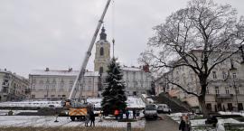 Już jest! Na przemyskim Rynku stanęła choinka [ZDJĘCIA]