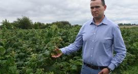 Plantatorzy owoców w dramatycznej sytuacji. Ceny drastycznie niskie