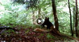 Niedźwiedź w Brzeżawie koło Birczy [WIDEO]