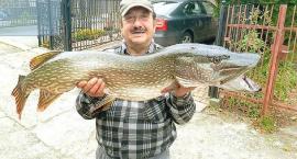 10,5 kilogramów i 117 centymetrów! Imponujący okaz szczupaka