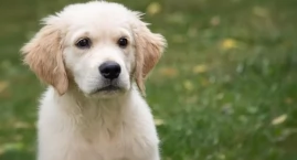 Jak wybrać najlepszą karmę dla golden retrievera?