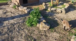Pod Przemyślem są kangury! [ZOBACZ ZDJĘCIA]