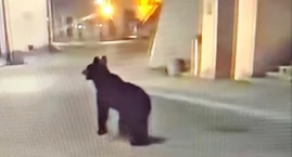 Młody niedźwiedź w centrum Przemyśla. Kilkugodzinna &hellip;