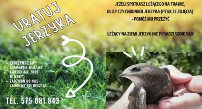 Jerzyki - co zrobić jak znajdziemy