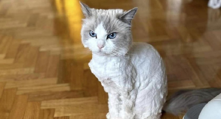 Zaginęła kotka Lilka