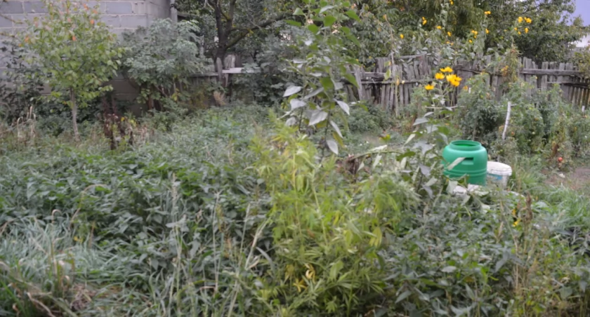 Pojechali na interwencje - znaleźli plantacje marihuany