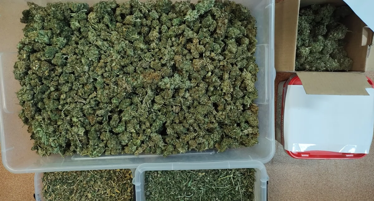 Mieszkaniec powiatu słupeckiego aresztowany za posiadanie 2,5 kg marihuany