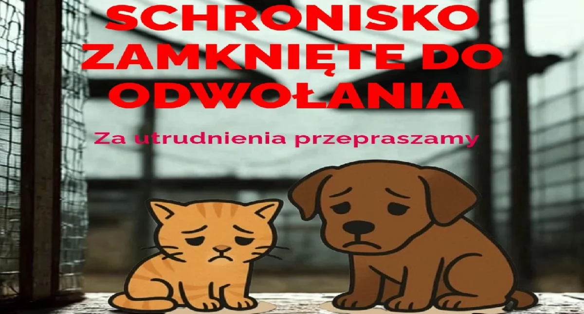 Uwaga! Schronisko w Koninie zamknięte do odwołania