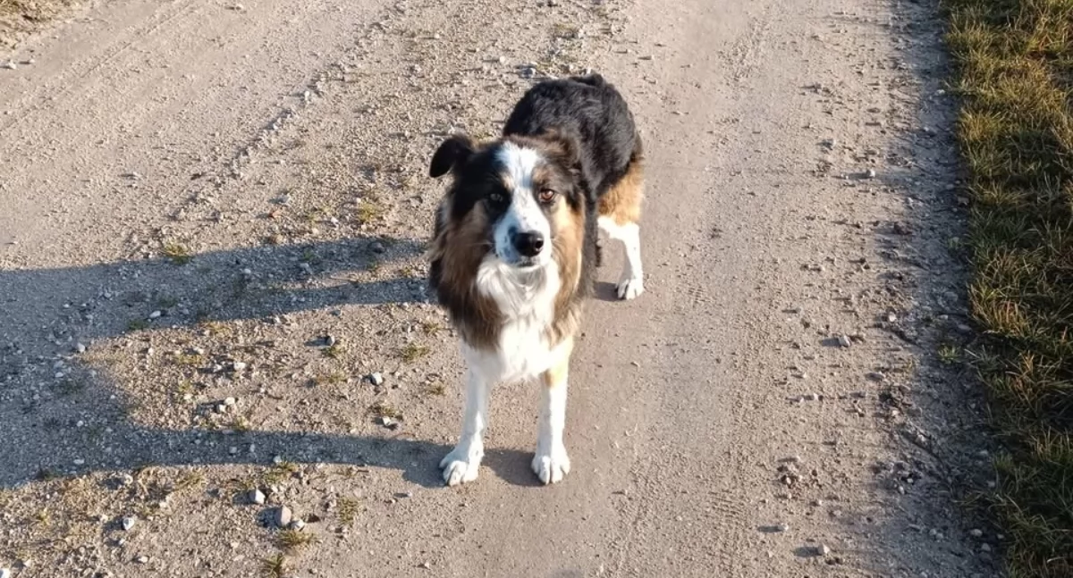 Znaleziono psa w typie border collie – okolice Wilczyna i Budzisławia Kościelnego