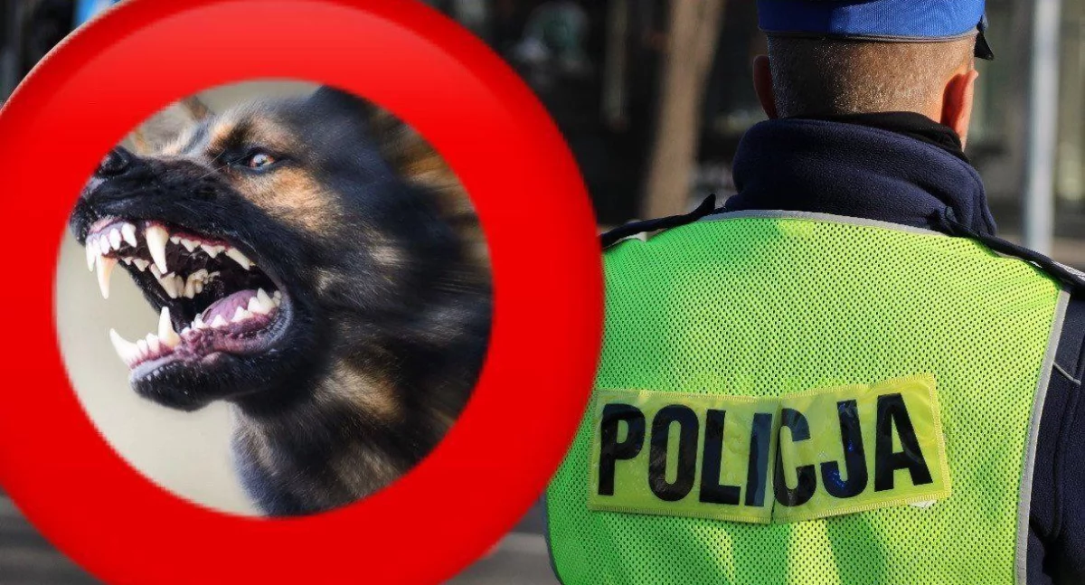 Agresywne psy z gminy Kramsk już pod kontrolą