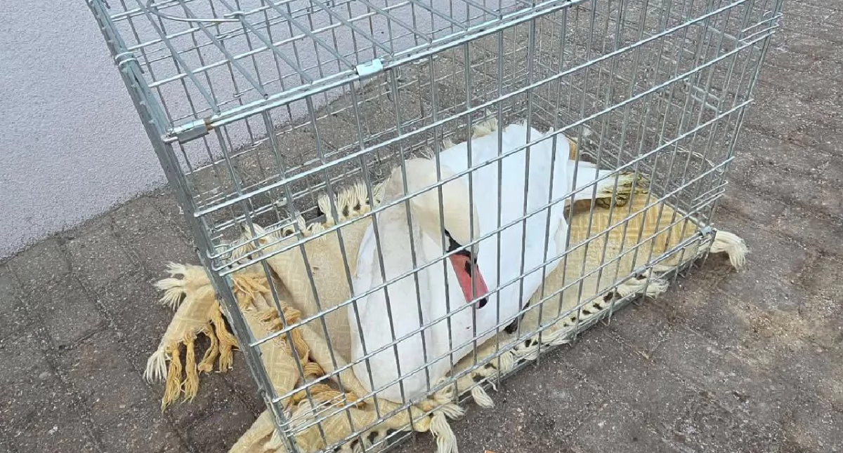 Akcja ratunkowa strażaków nad Jeziorem Licheńskim w regionie Konina