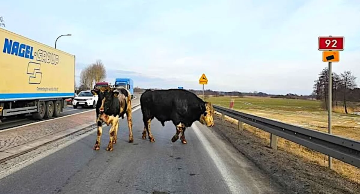 Byki na drodze DK92 przy Zjeździe Wodnik - alarm dla kierowców w regionie kolskim!