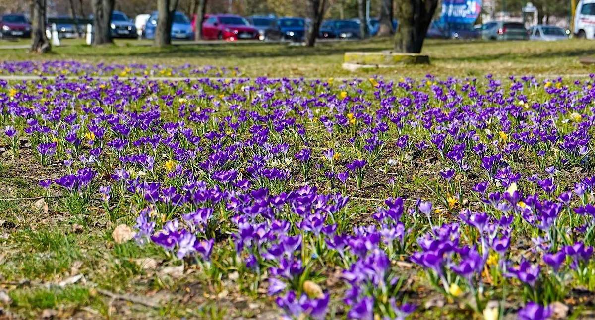 10 000 krokusów zakwitło na Zatorzu w Koninie!