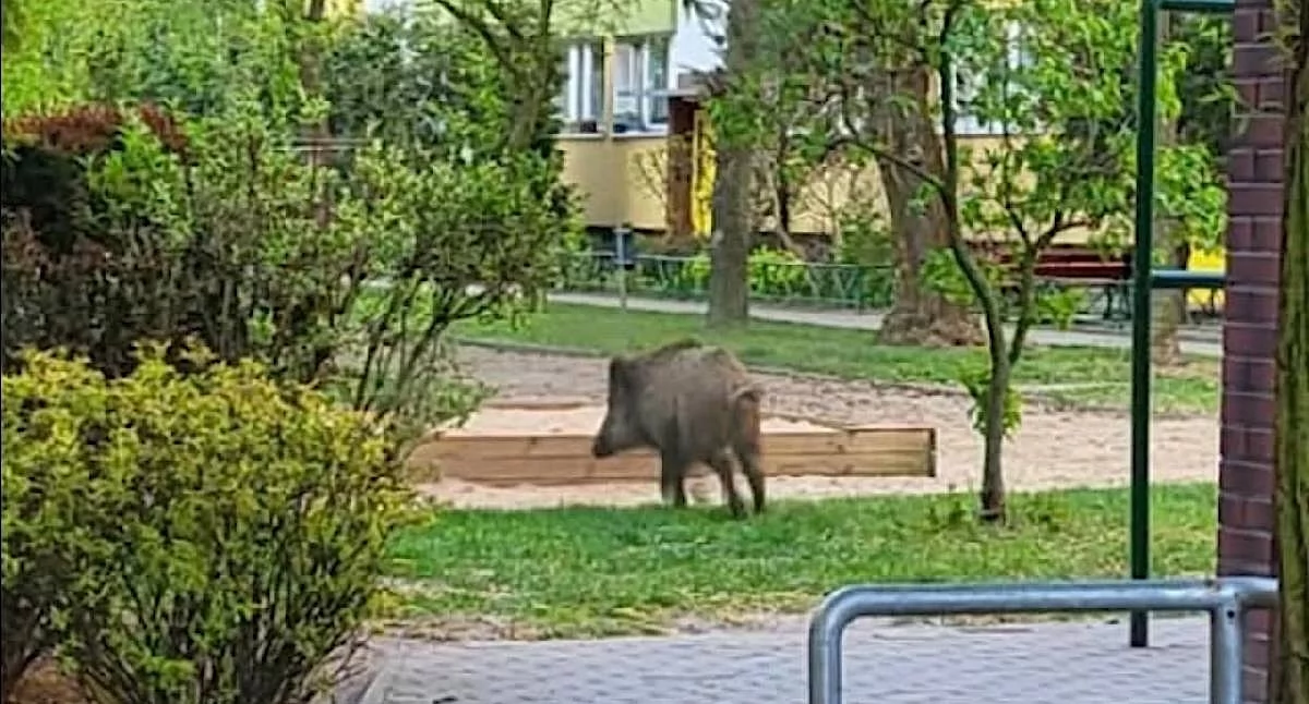 Dziki między blokami w Koninie. Mieszkańcy alarmują o zagrożeniu