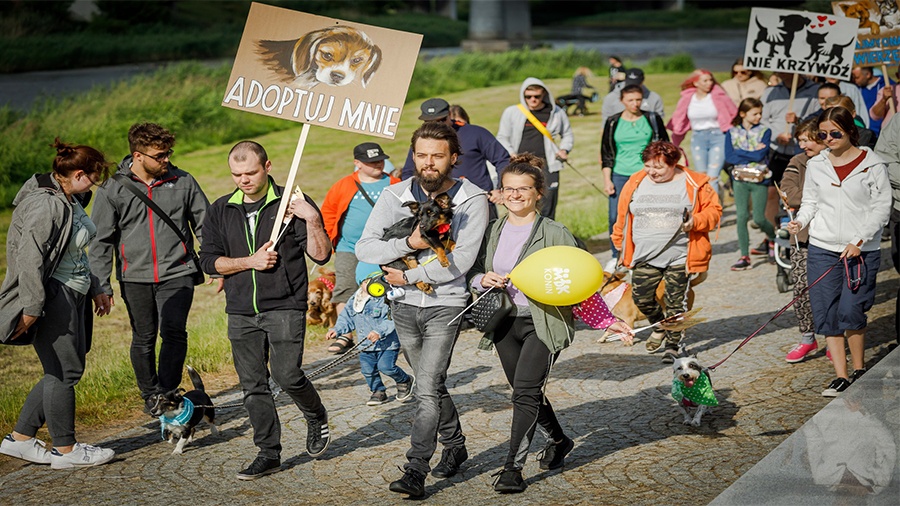 Parada kundelków