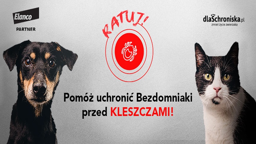 Ratuj bezdomne zwierzaki z Konina przed kleszczami