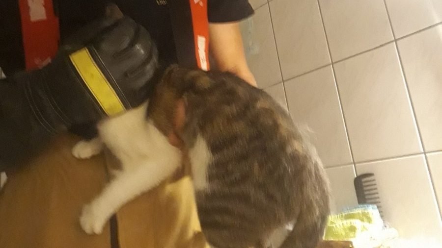 Uwięziony kot w przewodzie wentylacyjnym