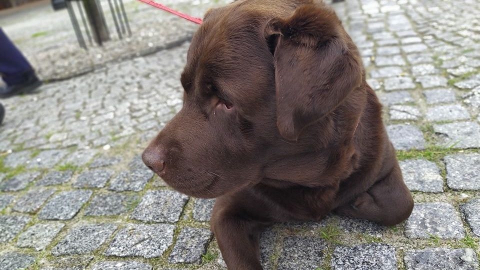 Poszukiwany właściciel labradora