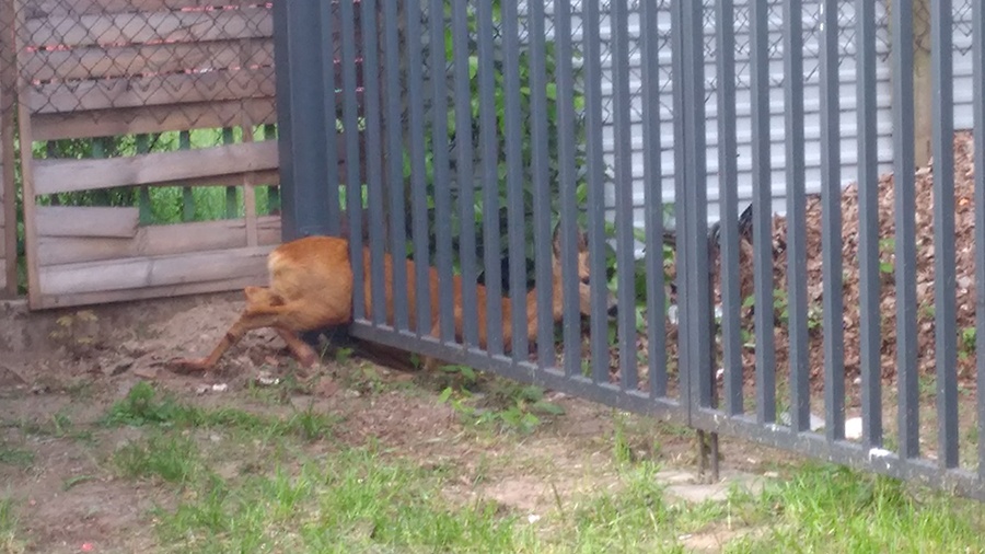 Na ratunek uwięzionej sarnie