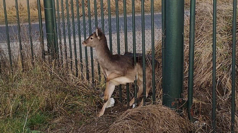 Konińscy strażacy uratowali uwięzioną sarnę