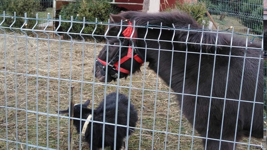 Żywa szopka w Koninie